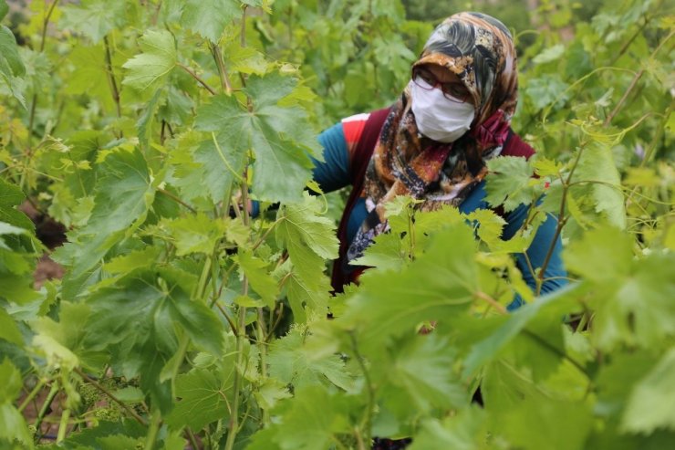 Yaprağı tarlada 10 liradan satıyorlar