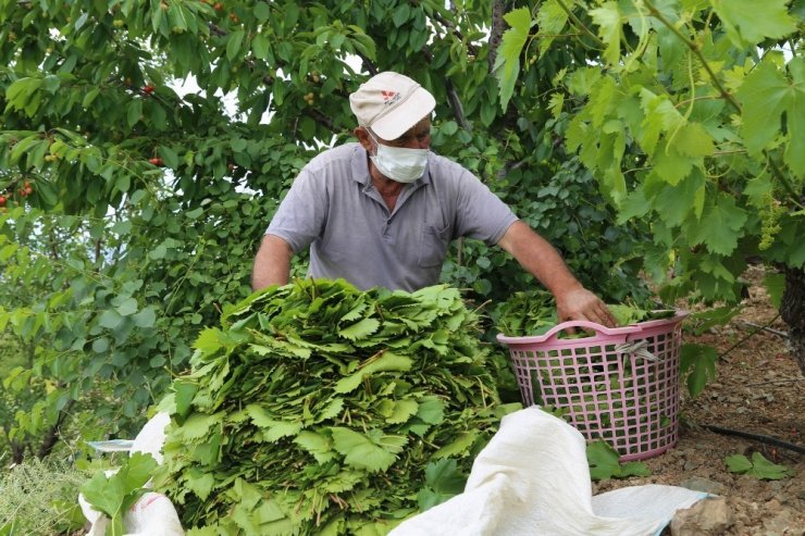 Yaprağı tarlada 10 liradan satıyorlar