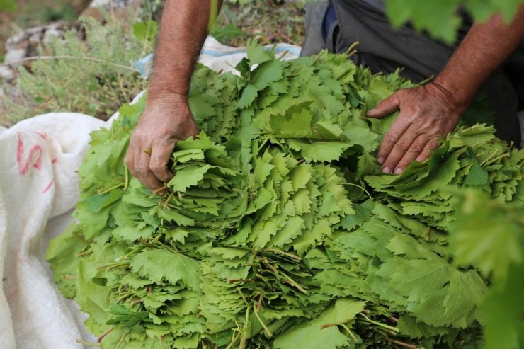 Yaprağı tarlada 10 liradan satıyorlar