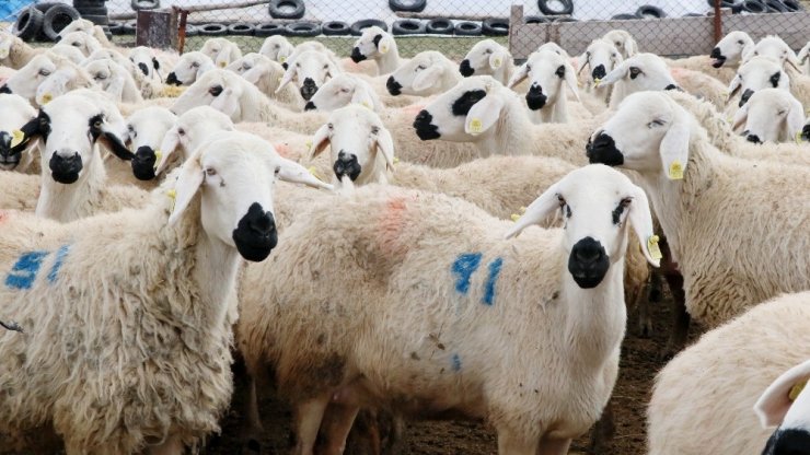 Aksaray’da küçükbaş hayvan sayısında 12 yılda yüzde 500 artış sağlandı