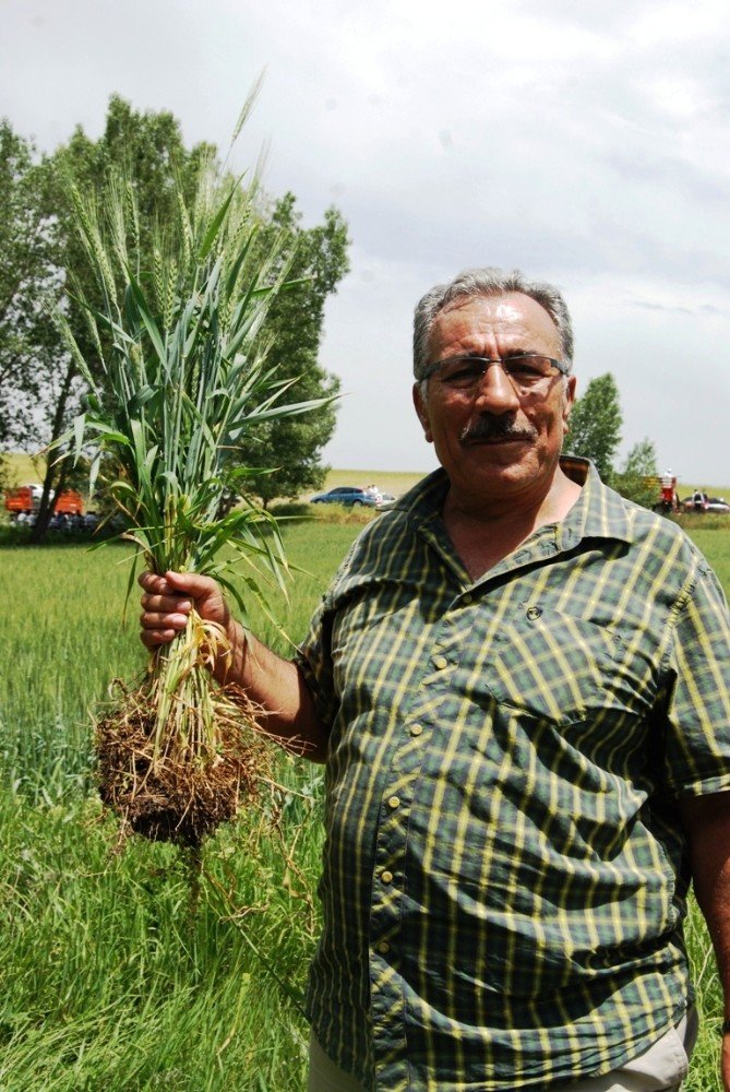 Milli ve yerli buğday tohumu çeşidi çiftçiyle buluştu