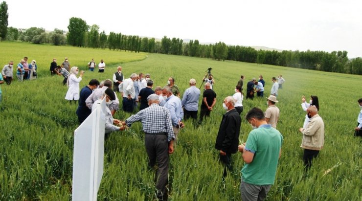 Milli ve yerli buğday tohumu çeşidi çiftçiyle buluştu