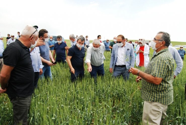 Milli ve yerli buğday tohumu çeşidi çiftçiyle buluştu