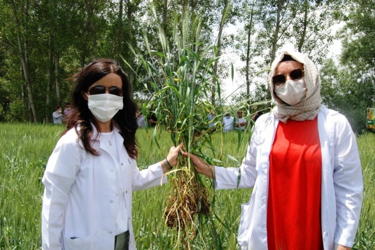 Milli ve yerli buğday tohumu çeşidi çiftçiyle buluştu