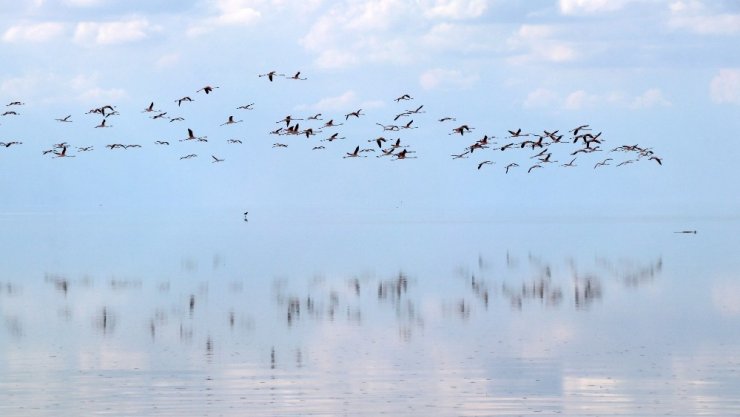 Doğa harikası Tuz Gölü’nde yavru flamingo şöleni