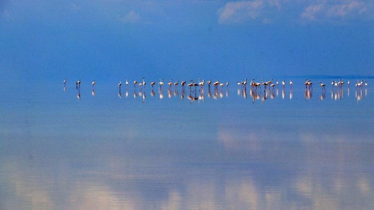 Doğa harikası Tuz Gölü’nde yavru flamingo şöleni