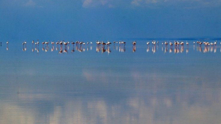 Doğa harikası Tuz Gölü’nde yavru flamingo şöleni