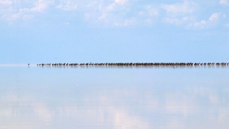 Doğa harikası Tuz Gölü’nde yavru flamingo şöleni