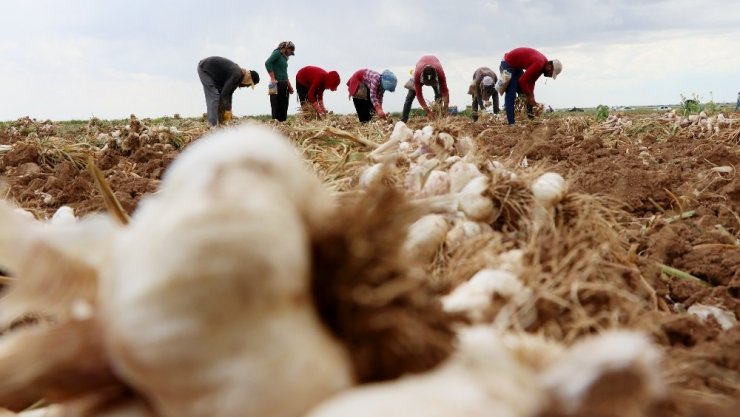 Rusya’nın korona ve antibiyotik sarımsağı Aksaray’dan