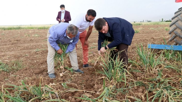 Rusya’nın korona ve antibiyotik sarımsağı Aksaray’dan