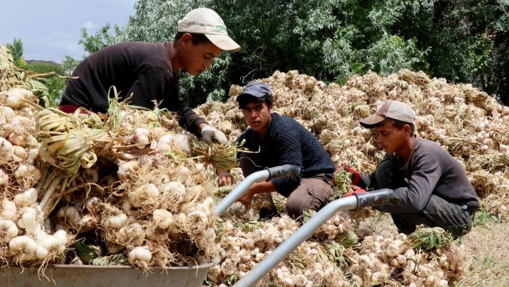 Rusya’nın korona ve antibiyotik sarımsağı Aksaray’dan