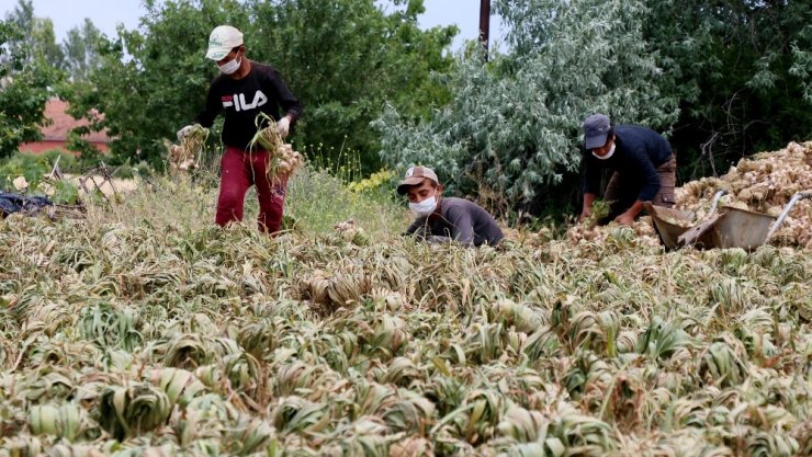 Rusya’nın korona ve antibiyotik sarımsağı Aksaray’dan