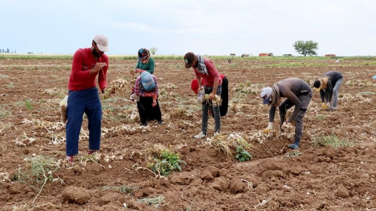 Rusya’nın korona ve antibiyotik sarımsağı Aksaray’dan