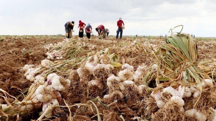 Rusya’nın korona ve antibiyotik sarımsağı Aksaray’dan