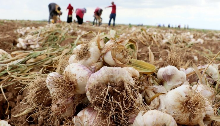 Rusya’nın korona ve antibiyotik sarımsağı Aksaray’dan