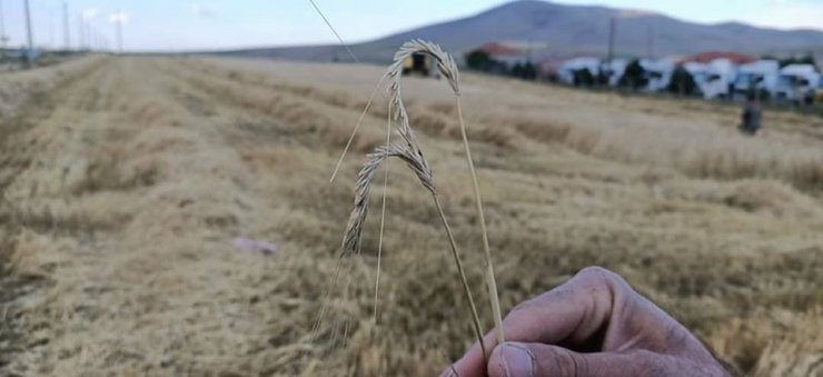 Yunak’da arpa hasadı başladı