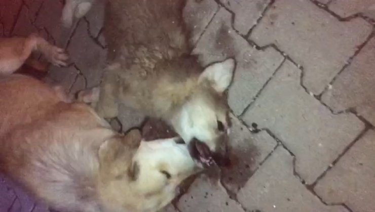 Yavrularından biri öldürülen anne köpeğin gözyaşları