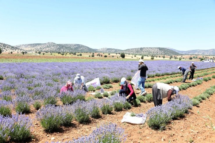 Güneysınır’da lavanta hasadı