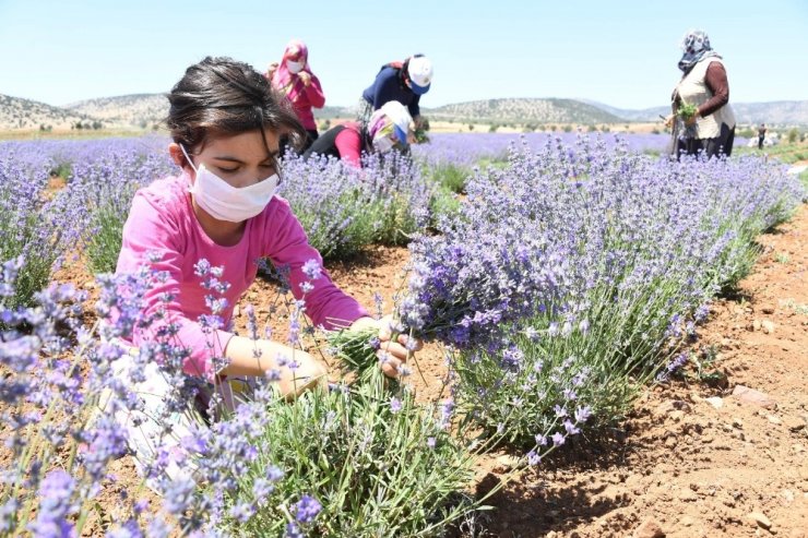 Güneysınır’da lavanta hasadı