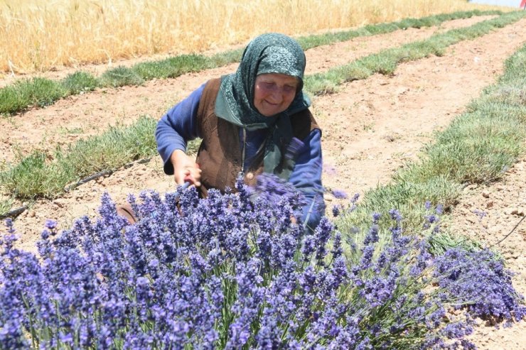 Güneysınır’da lavanta hasadı