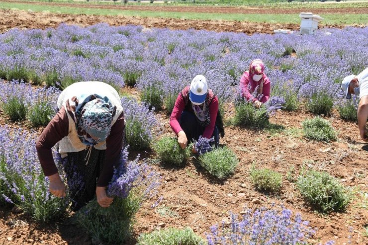 Güneysınır’da lavanta hasadı