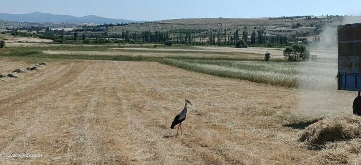 Harman yerinde leyleklerin böcek nöbeti