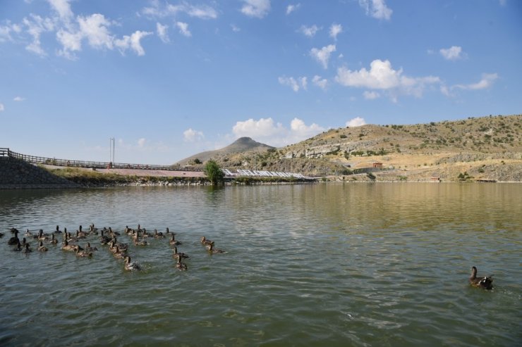 Sille Barajı göçmen kuşlara ev sahipliği yapıyor