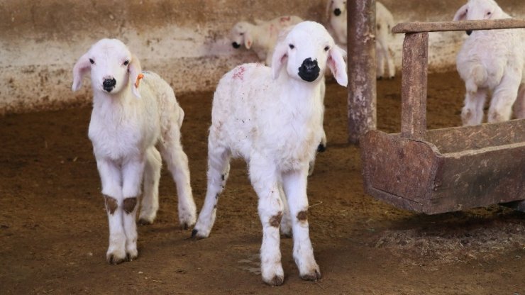 Aksaray’da hayvan aşılaması verimliliği artırdı