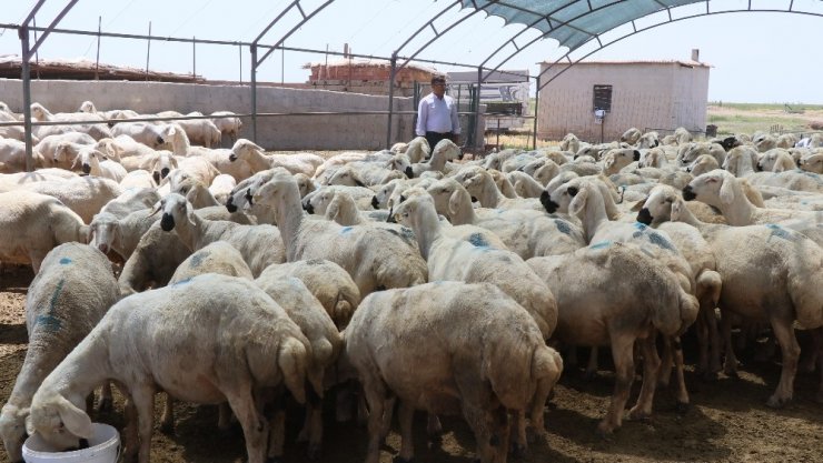 Aksaray’da hayvan aşılaması verimliliği artırdı