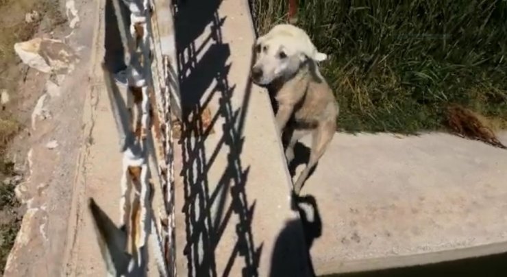 Kanal kenarında mahsur kalan köpeği itfaiye kurtardı