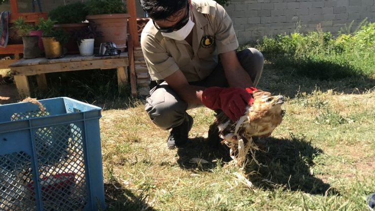 Aksaray’da yaralı bulunan kızıl başlı şahin tedavi altına alındı