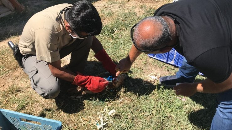 Aksaray’da yaralı bulunan kızıl başlı şahin tedavi altına alındı