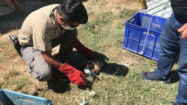 Aksaray’da yaralı bulunan kızıl başlı şahin tedavi altına alındı