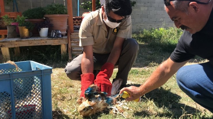 Aksaray’da yaralı bulunan kızıl başlı şahin tedavi altına alındı