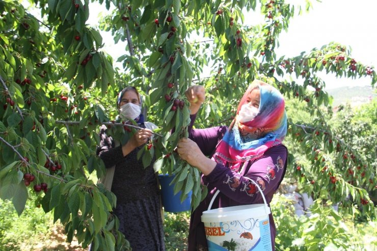 Konya’da kiraz üreticisi ürünün dalında kalmasından endişe ediyor