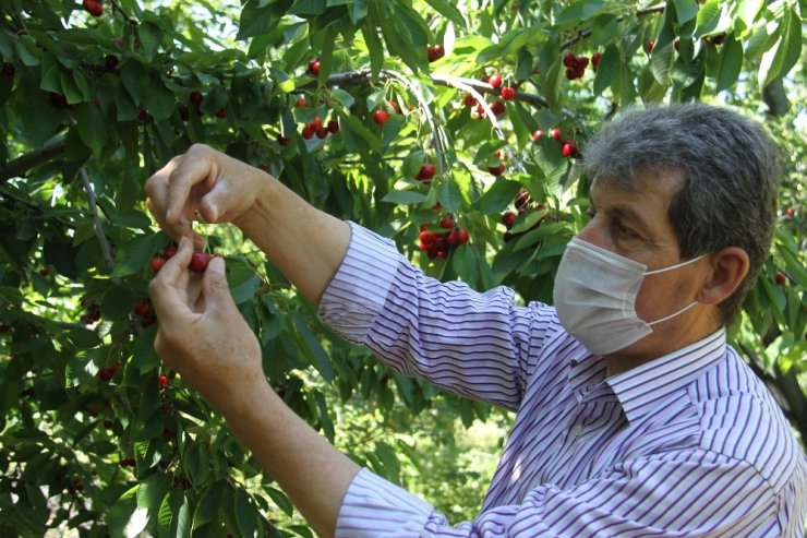 Konya’da kiraz üreticisi ürünün dalında kalmasından endişe ediyor