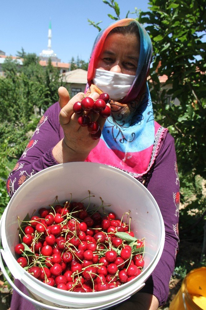 Konya’da kiraz üreticisi ürünün dalında kalmasından endişe ediyor