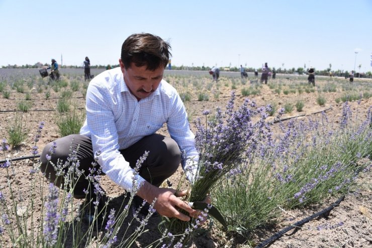 Karatay’da lavanta hasadı başladı