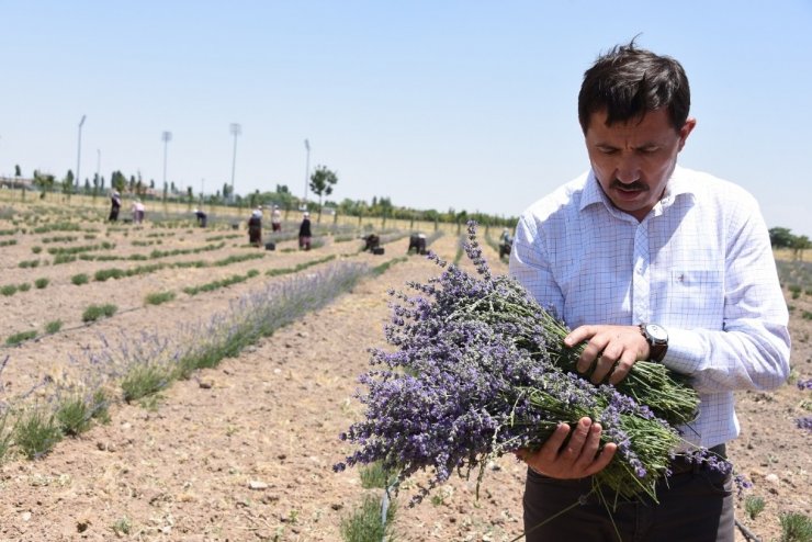 Karatay’da lavanta hasadı başladı