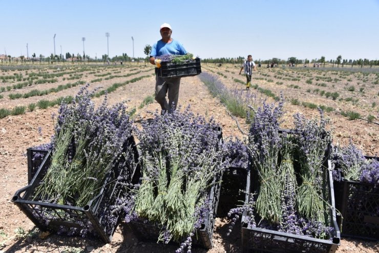 Karatay’da lavanta hasadı başladı