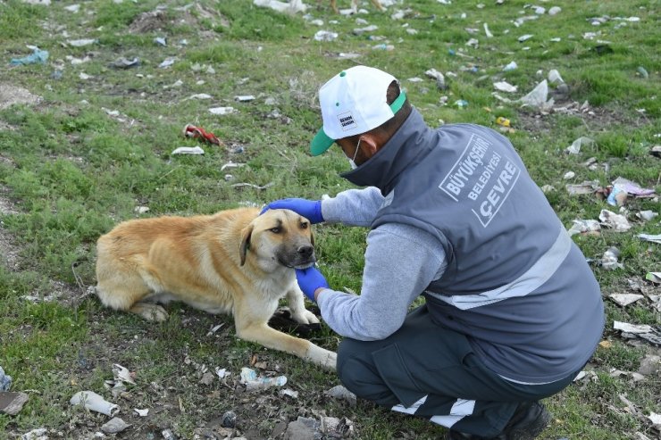 Sokak hayvanları için bir kap yemek bir kap su