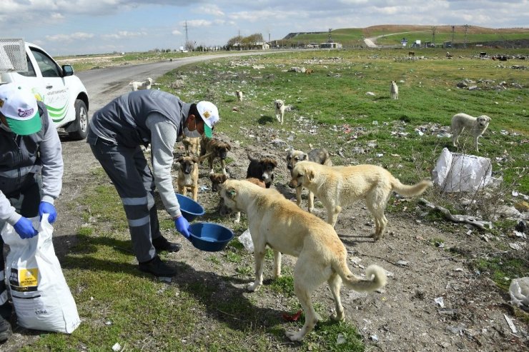 Sokak hayvanları için bir kap yemek bir kap su