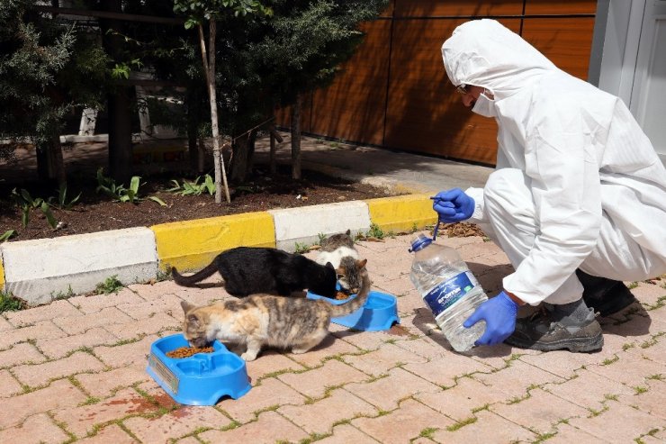 Sokak hayvanları için bir kap yemek bir kap su