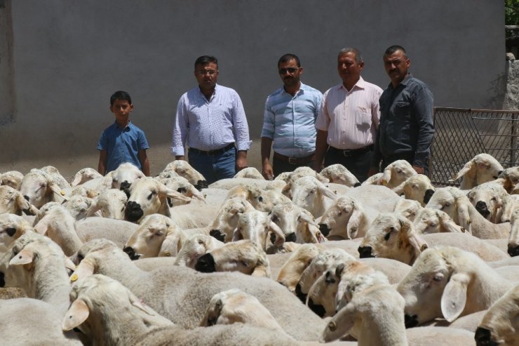 Aksaray’da kurbanlık satışlarında küçükbaş hayvan tercih ediliyor