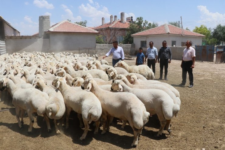 Aksaray’da kurbanlık satışlarında küçükbaş hayvan tercih ediliyor