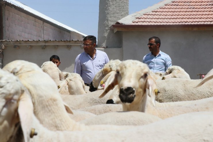 Aksaray’da kurbanlık satışlarında küçükbaş hayvan tercih ediliyor