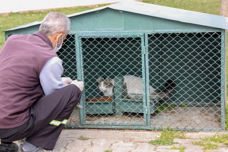 Başkan Kavuş: “Sokak hayvanlarını bir an olsa bile ihmal etmiyoruz