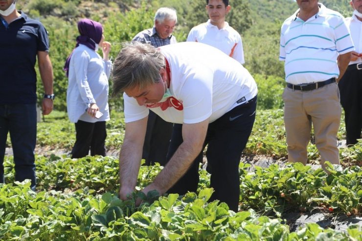 Aksaray Valisi Aydoğdu: “Aksaray’da çilek üretimini arttıracağız”