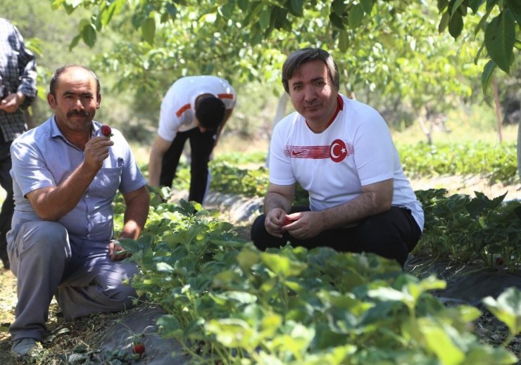 Aksaray Valisi Aydoğdu: “Aksaray’da çilek üretimini arttıracağız”