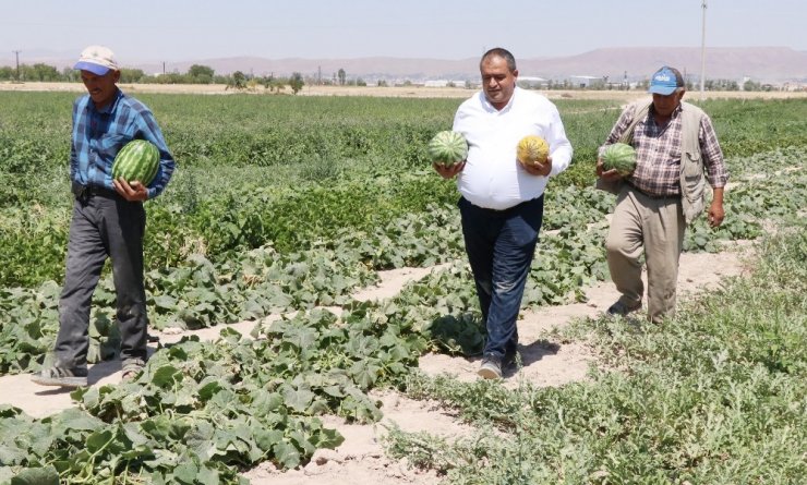 Olmaz denilen çorak topraklarda organik kavun karpuz yetiştirdiler